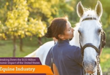 Equine Industry Finance: Understanding the Betting Markets